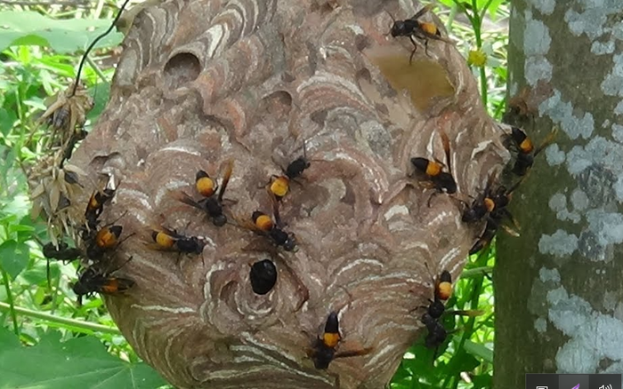 Đàn ong đốt là một hiện tượng thú vị trong tự nhiên. Bạn sẽ không tin rằng có đến hàng nghìn con ong đốt tụ họp tại một nơi duy nhất. Hãy xem hình ảnh đặc biệt này để được khám phá thế giới đầy bí ẩn của đàn ong đốt.