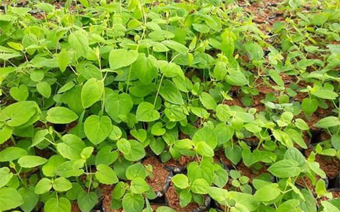 GIÁ ĐẲNG SÂM TƯƠI