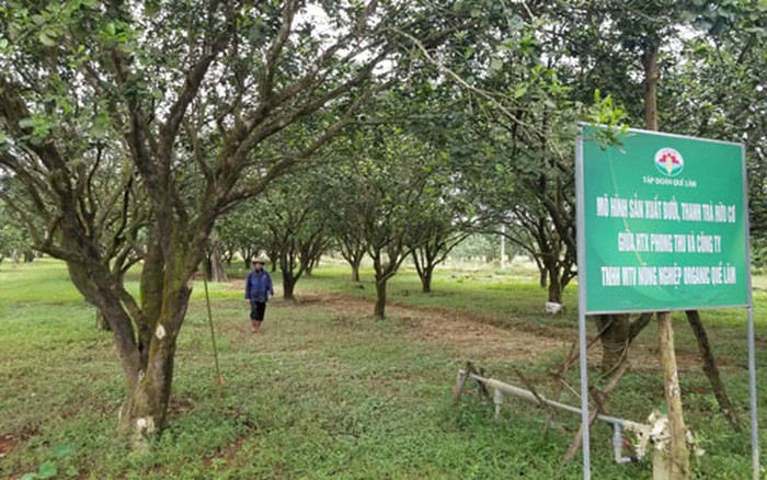 Mô hình chăn nuôi lợn khép kín mang lại hiệu quả kinh tế cao tại Phú Thọ   Ảnh thời sự trong nước  Kinh tế  Thông tấn xã Việt Nam TTXVN