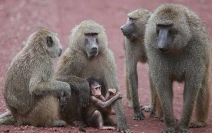 Kinh hoàng khỉ ném cháu bé 4 tháng tuổi từ sân thượng xuống đất ở Ấn Độ -  Báo Người lao động