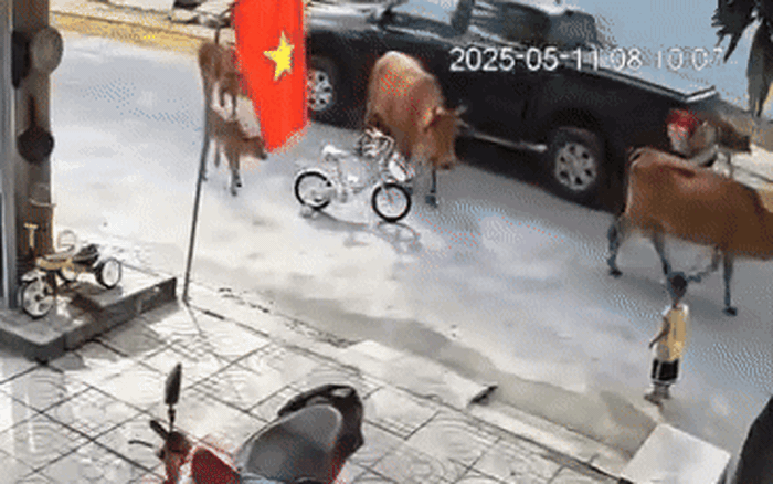 Kinh hãi bò thả rông tấn công cháu bé ở Đà Nẵng