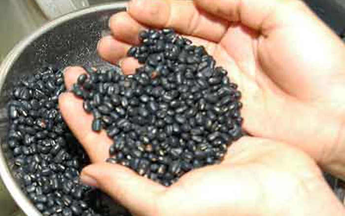 CÂU CHUYỆN : « HẠT ĐẬU HÓA THẠCH »