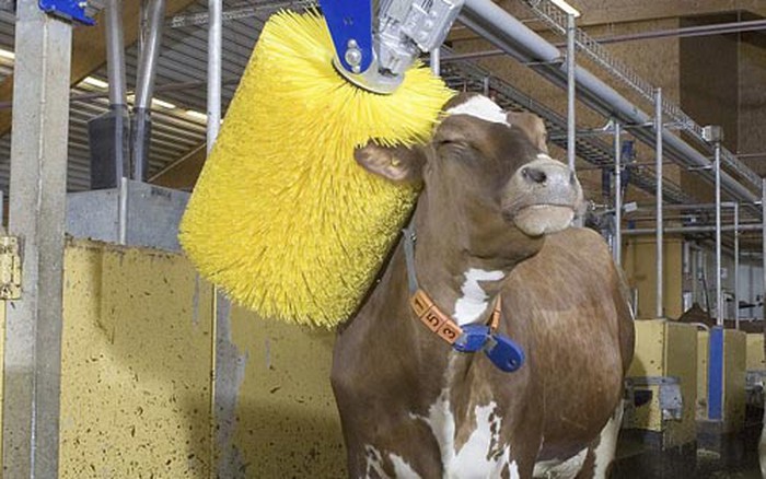 Công nghệ 11, Công nghệ cao trong nuôi dưỡng, chăm sóc vật nuôi