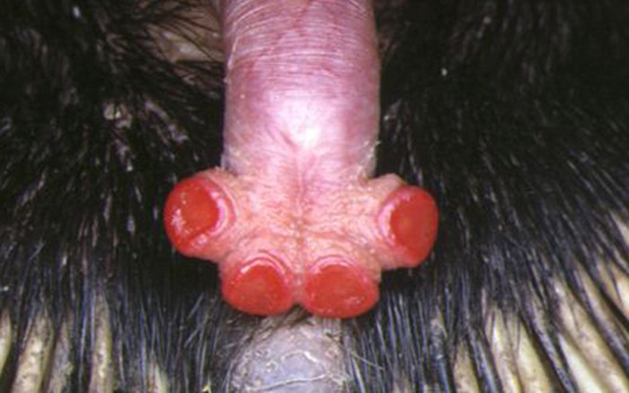 echidnapenis02_d908c.jpg