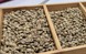 Giá cà phê hôm nay 18-12: Lao dốc phiên thứ 5, mốc 90.000 đồng/kg có thể thủng