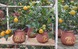 Quất bonsai mini giá vài trăm ngàn đồng mỗi bình