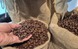 Giá cà phê hôm nay, 30-6: Arabica bật tăng, Robusta sụt giảm